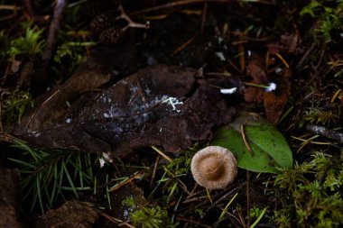 Candolleomyce Candolleanus 'un yakın çekimi.