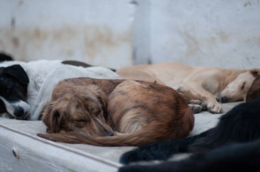 Tiflis şehrinin dışında uyuyan sokak köpeği.
