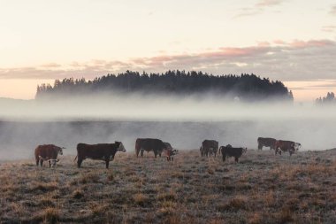 Sisli bir günde kırsaldaki bir tarlada sığır sürüsü.