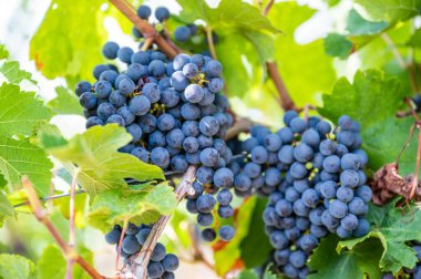 Asmadan sarkan olgun üzümlerin seçici odak noktası.