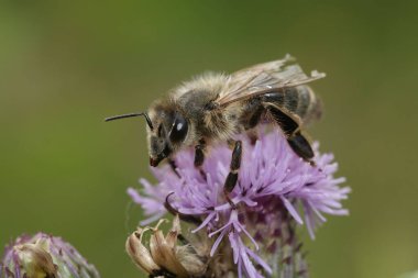 Mor çiçeğe tünemiş Batı bal arısına yakın çekim