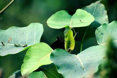 Güneşli bir günde, yeşil bir incir yaprağının üzerinde siyah bir Euploea mulciber kelebeğinin yakın çekimi.