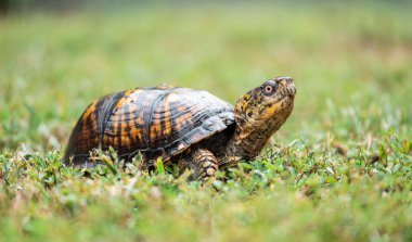 Yeşil çimlerde sürünen bir kaplumbağanın seçici odak noktası.