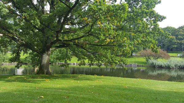 Krásný Výhled Zelený Strom Břehu Řeky Letním Parku — Stock fotografie