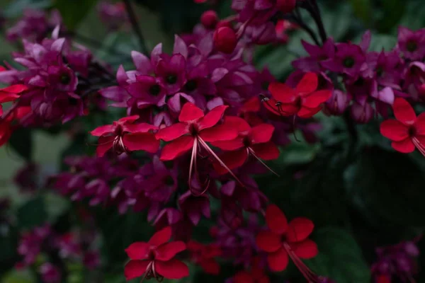 Gros Plan Glorybowers Rouges Violets Flamboyants Dans Jardin Avec Des — Photo