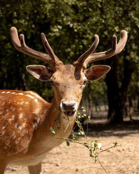 一只红鹿在绿地里的垂直镜头 — 图库照片