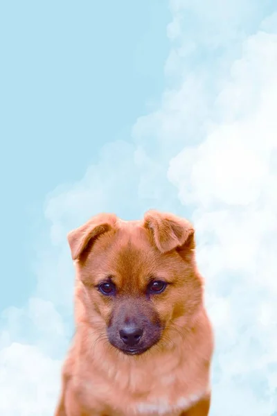 雲の多い空を背景に コピースペースのある茶色の犬の垂直ショット — ストック写真