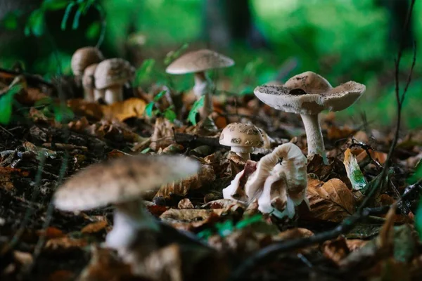 Grupo Cogumelos Chão Molhado Após Chuva Floresta — Fotografia de Stock