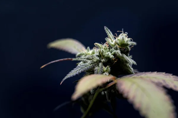Een Close Van Een Cannabis Sativa Plant Een Blauwe Achtergrond — Stockfoto