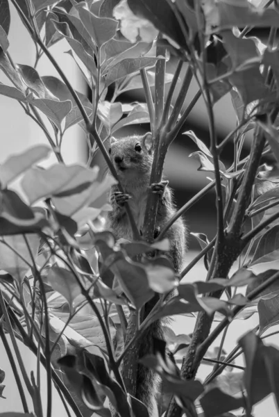 Funny palm squirrel peeking from a tree branch, srilanka, wallpaper, mobile wallpaper