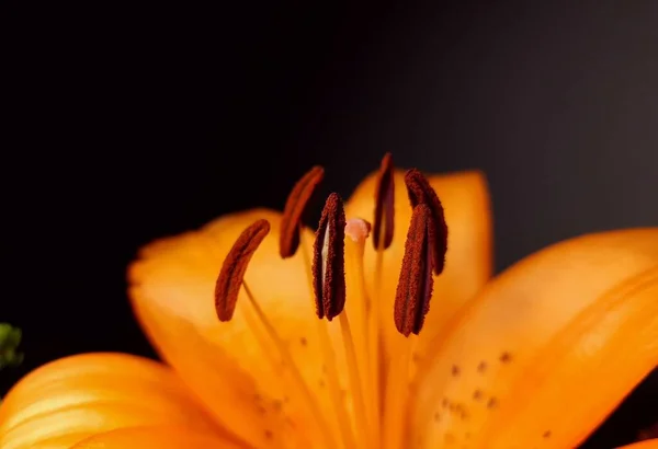 Primer Plano Con Los Detalles Estambre Una Flor Amarilla Floreciente — Foto de Stock