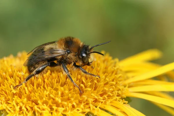 Крупный План Вилочковой Пчелы Сидящей Одуванчике — стоковое фото