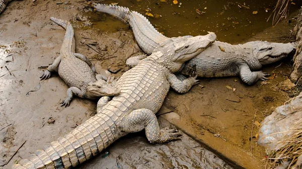 Eine Niedliche Alligator Familie Liegt Dicht Dicht Schlamm Auf Cat — Stockfoto