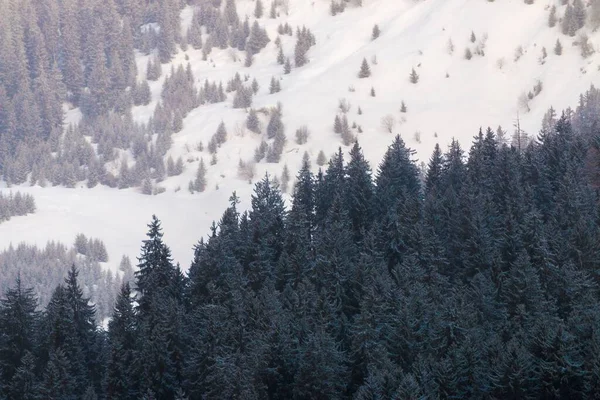 Vacker Utsikt Över Ett Snötäckt Berg Med Granar Vinterdag — Stockfoto