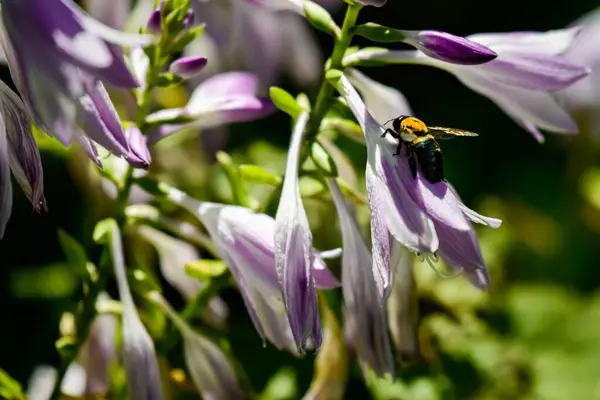 Primer Plano Abeja Sorbiendo Néctar Flor Púrpura —  Fotos de Stock