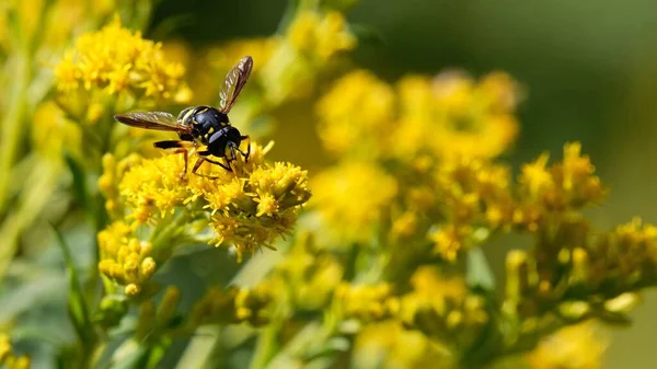 Egy Méhecske Közelsége Egy Sárga Virágon — Stock Fotó