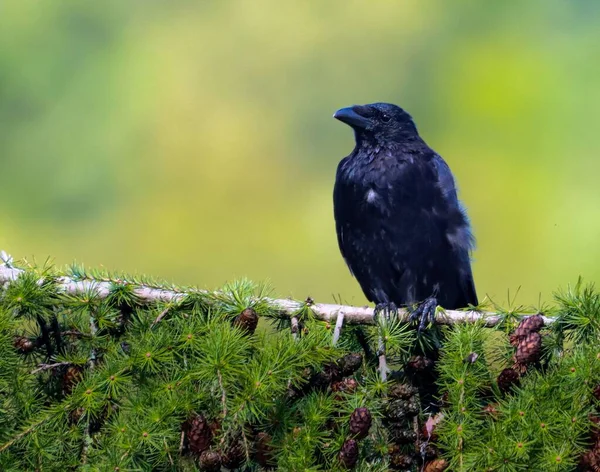 Primer Plano Cuervo Negro Sobre Una Rama Con Fondo Borroso —  Fotos de Stock