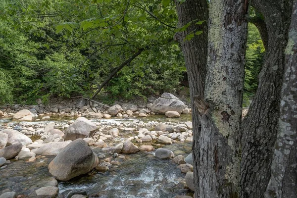 森の中の石を流れる小川の美しい景色 — ストック写真