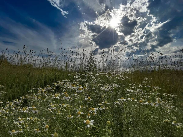 A breathtaking view of a field with camomiles under the shiny sky