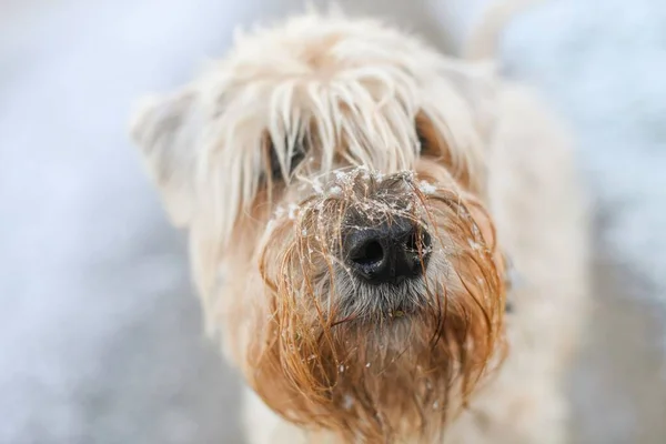 The Soft-coated Wheaten Terrier with snow on nose