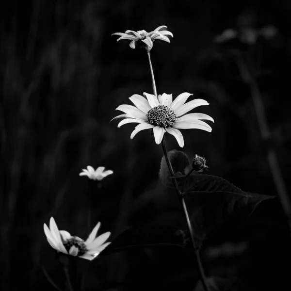 Egy Szürkeárnyalatú Felvétel Egy Közönséges Százszorszép Virágról Lágy Homályos Háttérrel — Stock Fotó