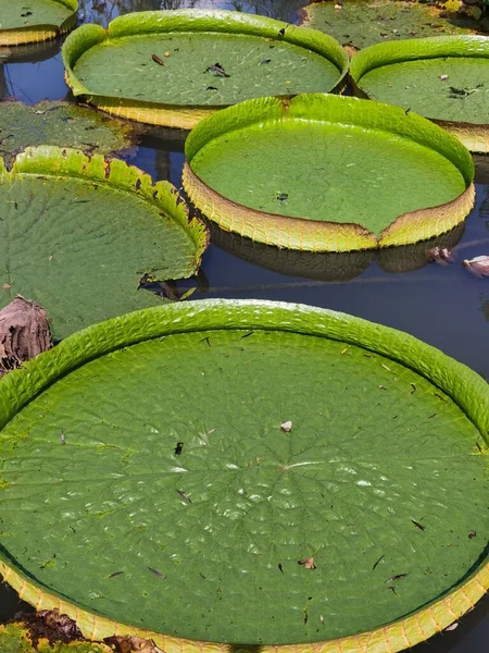 池に緑のアマゾニカ蓮の葉の垂直ショット — ストック写真
