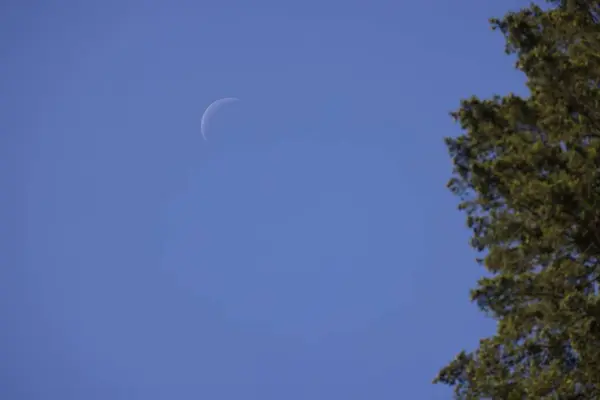 Gros Plan Une Belle Lune Près Forêt — Photo
