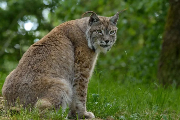 Een Euraziatische Lynx Het Bos — Stockfoto