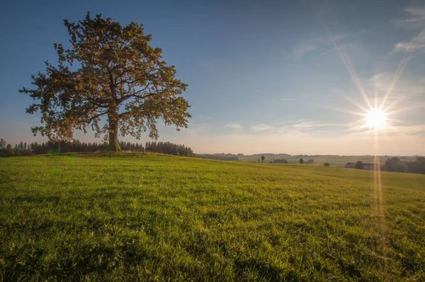 Landscape Tree Greenfield Bright Sun Shining Sky — Stock Photo, Image