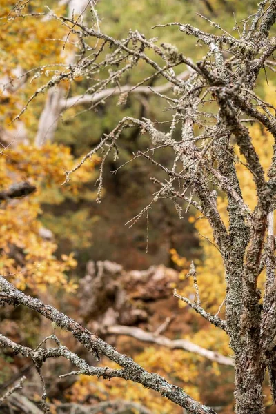 stock image A vertical shot of a leafless tree in the forest of Hayedo de Montejo in Madrid