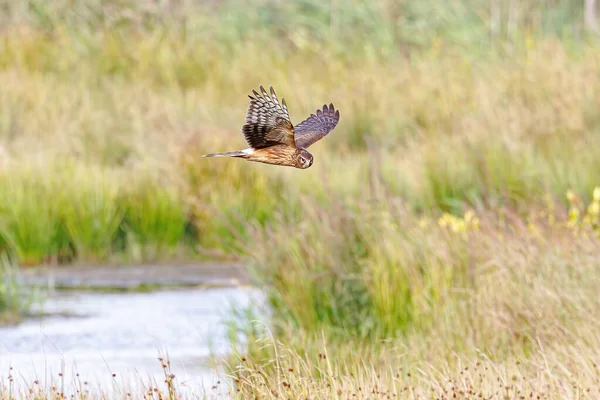 A brown female hen harrier bird flying over a rural grassy field
