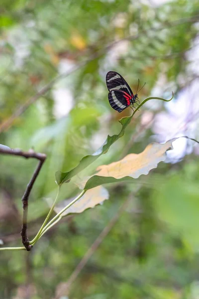 Μια Επιλεκτική Φωτογραφία Πεταλούδας Πάνω Φύλλα — Φωτογραφία Αρχείου