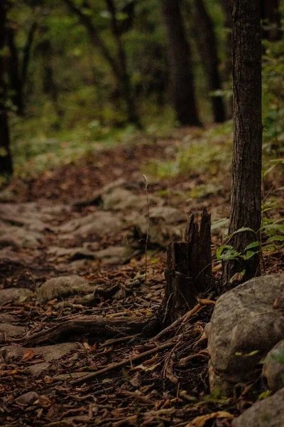 Vertikalt Skudd Steinete Sti Den Grønne Skogen – stockfoto