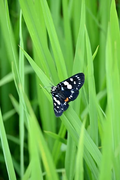 葉に座っている緋色の虎の蛾の垂直ショット — ストック写真