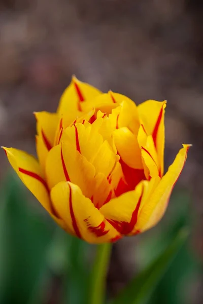 Plano Vertical Doble Tulipán Rojo Amarillo — Foto de Stock