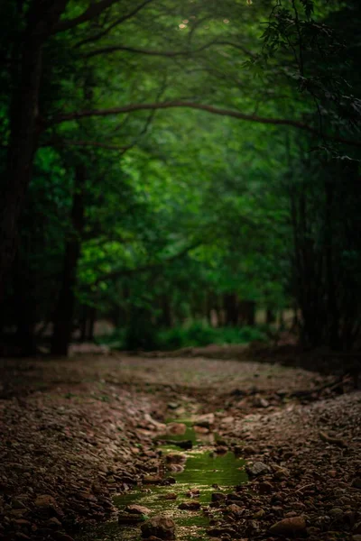 Ścieżka Leśna Otoczona Gęstymi Drzewami — Zdjęcie stockowe