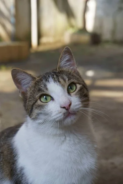 カメラを見る緑の目をしたかわいい猫のクローズアップ — ストック写真