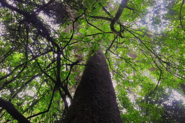 Eine Flache Aufnahme Eines Hohen Dicken Baumes Mit Leuchtend Grünen — Stockfoto