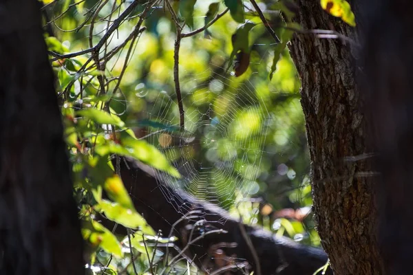 以绿树为背景的森林中蜘蛛网的选择性焦点 — 图库照片