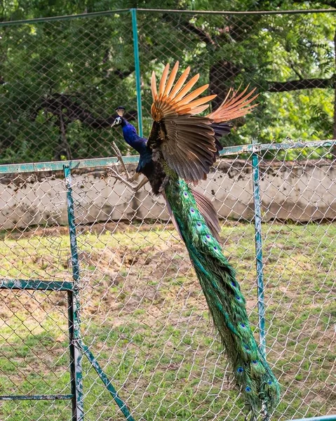 Vertical Shot Indian Peafowl Pavo Cristatus Jumping Fence — Stock Photo, Image