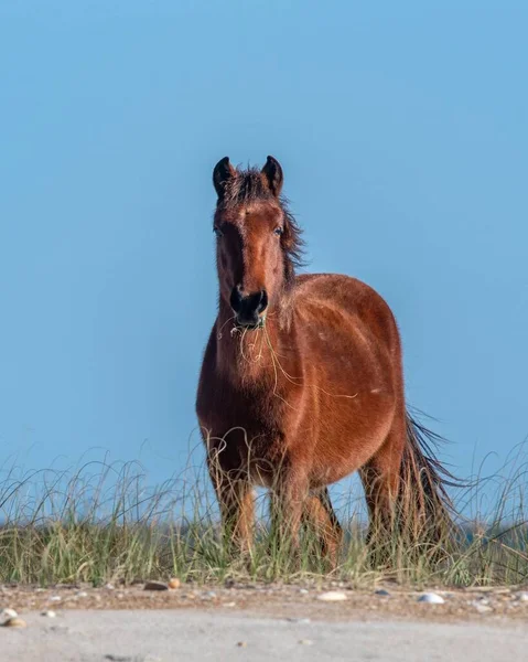 一匹棕色的马吃草的垂直镜头 — 图库照片
