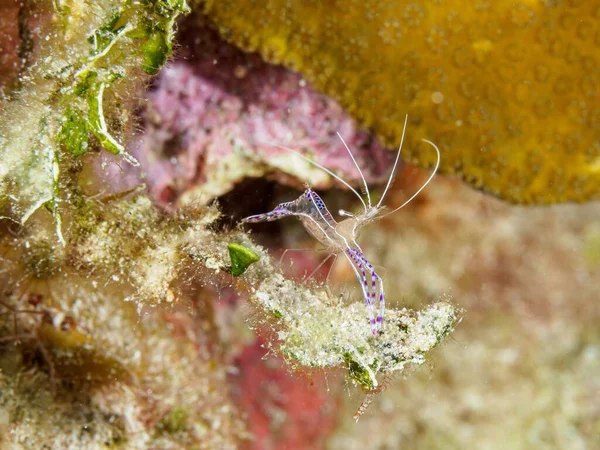 一只美丽的紫色彼得森清洁虾在水下的特写 — 图库照片