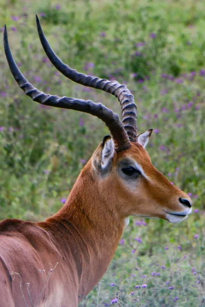 Safaride Güzel Bir Impala Manzarası — Stok fotoğraf