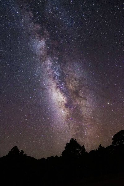 Вертикальный снимок ярко-фиолетового звездно-ночного неба над парком