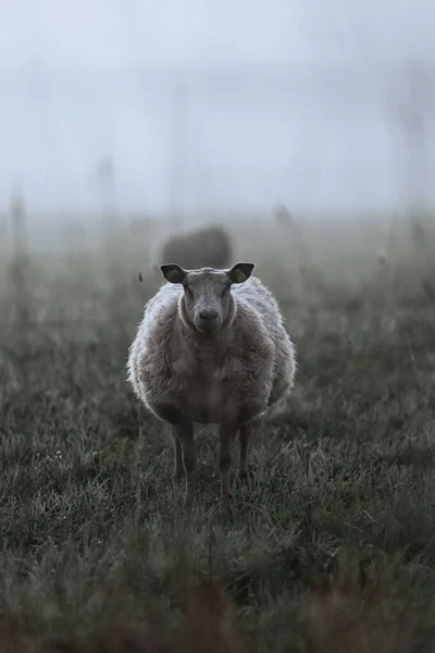 Eine Vertikale Aufnahme Eines Flauschigen Schafes Auf Einem Nebligen Feld — Stockfoto