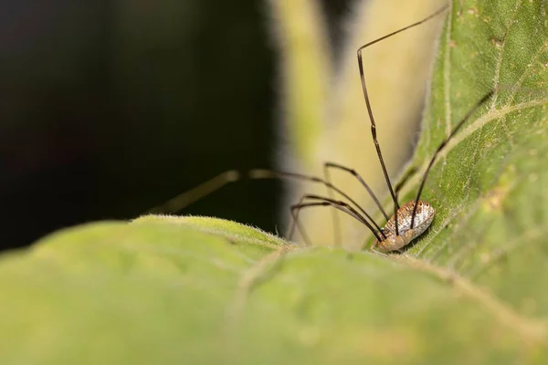 Makro Záběr Sklepního Pavouka Zeleném Listu — Stock fotografie