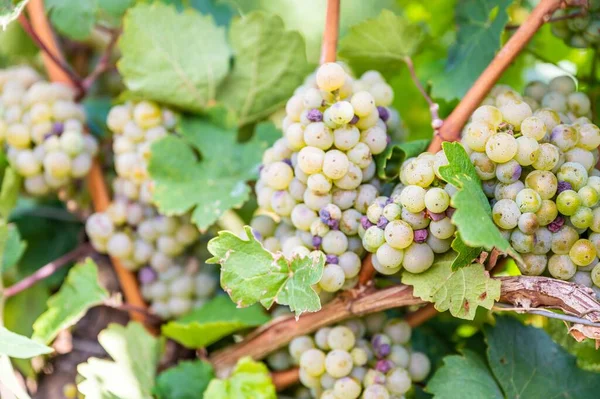Bunch Sauvignon Blanc Grapes Vineyard — Stock Photo, Image