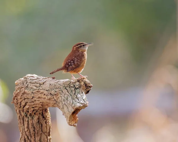 stock image A selective focus shot of a carolina wren bird perched on a wooden branch