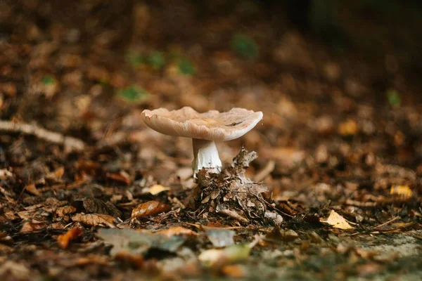 森の中で雨が降った後 湿った地面に茶色のデスキャップキノコの浅い焦点ショット — ストック写真