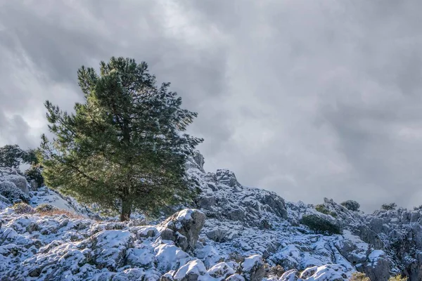 山の岩の上の孤独な木 — ストック写真